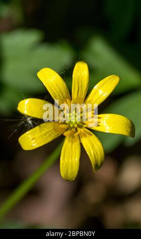 Petite Celandine (Ficaria verna) Banque D'Images