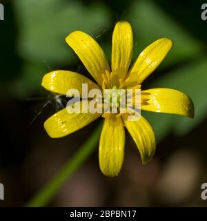 Petite Celandine (Ficaria verna) Banque D'Images