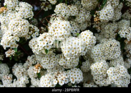 Dense et fortement groupés fleurs blanches de Spiraea Vanhoutteia, alias Bridal Wreath, Vanhoutte Spirea. Banque D'Images