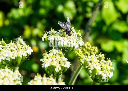 Une mouche à chair Sarcophagidae sp. Se nourrissant des fleurs d'une plante heracleum sphondylium Banque D'Images