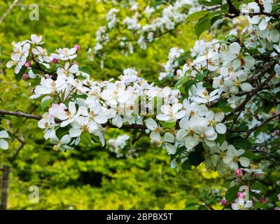 Fleur de pomme de cidre sur un vieux arbre dans un pré négligé de Devon. Banque D'Images