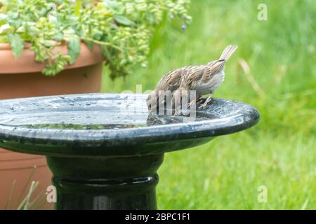 Bruant de maison (Passer domesticus) - deux jeunes fleurs de l'eau potable d'un bain d'oiseau de jardin pendant mai dans Hampshire, Royaume-Uni Banque D'Images