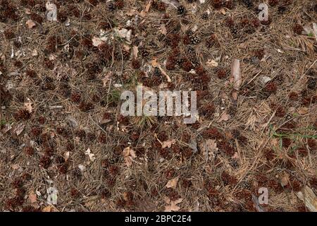 Fond de texture de cônes de sapin et de pin. Sol forestier avec mousse verte, brindilles et feuilles séchées. Banque D'Images