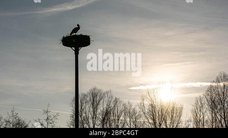 silhouette d'un cigote assis dans son nid au coucher du soleil, hesse, allemagne Banque D'Images