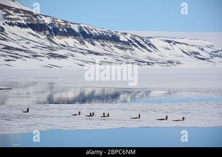 Les touristes qui font une croisière d'expédition participent à une excursion en kayak dans une baie abritée de Svalbard, dans l'Arctique norvégien, en été. Banque D'Images