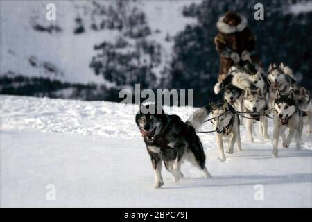 Togo est un film dramatique américain de 2019 qui a fait ses débuts sur Disney+. Le film se concentre sur « deux chiffres clés du sérum de 1925 à Nome, dans lequel les équipes de chiens de traîneau ont relayé le transport de sérum antitoxine diphtérique dans des conditions difficiles sur près de 828 miles pour sauver la ville alaskienne de Nome d'une épidémie. Cette photographie est à usage éditorial seulement et est Le copyright de la société cinématographique et/ou du photographe attribué par la société cinématographique ou de production et ne peut être reproduit que par des publications en conjonction avec la promotion du film ci-dessus. Un crédit obligatoire est requis pour la société de cinéma. Le Banque D'Images