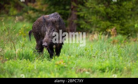 Sanglier adulte, sus scrofa, montrant la queue tout en paissant sur le green clearing Banque D'Images