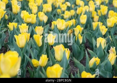 Travailler avec des usines. Un champ de tulipes incroyable en Hollande. Relax et gestion du stress. Tulipes au printemps. Fond floral printanier. Pays-Bas. Tulipes dans le jardin. Paysage de printemps avec fleurs. Banque D'Images