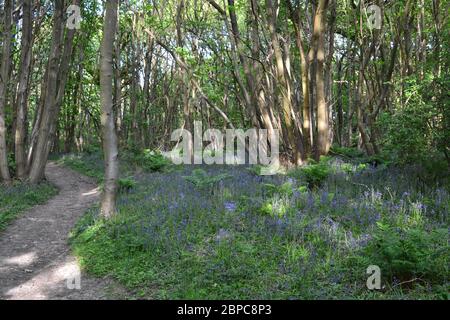 Bleuets en fondu dans le bois de Pilots, près d'Otford et de Knockholt, dans le Kent. North Downs Banque D'Images