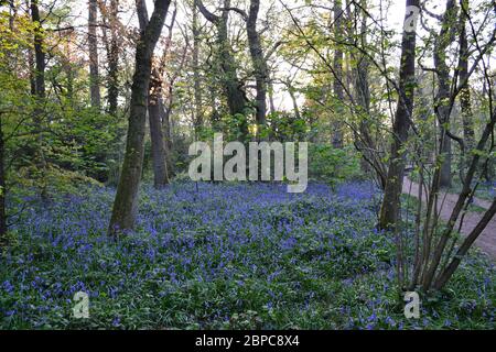 Tapis Bluebells le plancher boisé du parc Beckenham place, dans le sud-est de Londres, en avril Banque D'Images