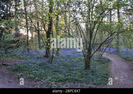 Tapis Bluebells le plancher boisé du parc Beckenham place, dans le sud-est de Londres, en avril Banque D'Images