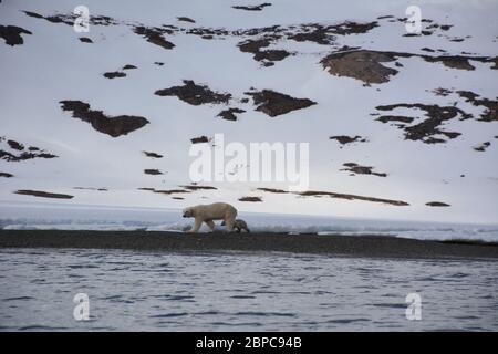 Une femelle effilé, portant un collier d'appareil de suivi, et son cub, se promène le long d'une plage à Woodfjorden, dans l'Arctique Svalbard, en été. Banque D'Images