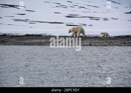 Une femelle effilé, portant un collier d'appareil de suivi, et son cub, se promène le long d'une plage à Woodfjorden, dans l'Arctique Svalbard, en été. Banque D'Images