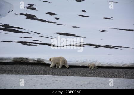 Une femelle effilé, portant un collier d'appareil de suivi, et son cub, se promène le long d'une plage à Woodfjorden, dans l'Arctique Svalbard, en été. Banque D'Images