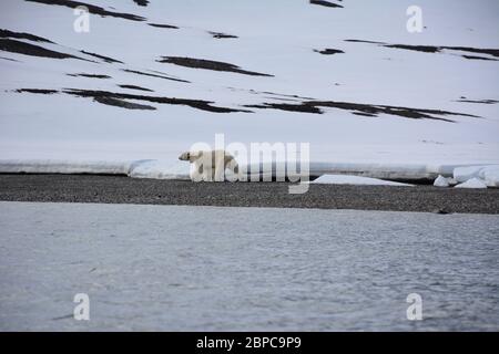 Une femelle effilé, portant un collier d'appareil de suivi, et son cub, se promène le long d'une plage à Woodfjorden, dans l'Arctique Svalbard, en été. Banque D'Images