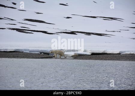 Une femelle effilé, portant un collier d'appareil de suivi, et son cub, se promène le long d'une plage à Woodfjorden, dans l'Arctique Svalbard, en été. Banque D'Images