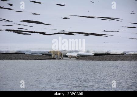 Une femelle effilé, portant un collier d'appareil de suivi, et son cub, se promène le long d'une plage à Woodfjorden, dans l'Arctique Svalbard, en été. Banque D'Images