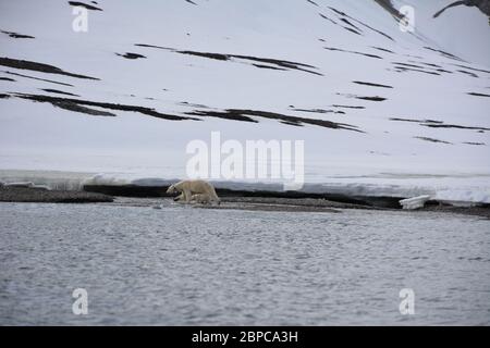 Une femelle effilé, portant un collier d'appareil de suivi, et son cub, se promène le long d'une plage à Woodfjorden, dans l'Arctique Svalbard, en été. Banque D'Images