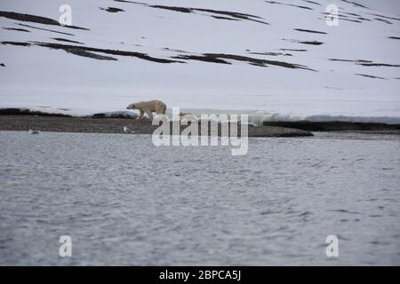 Une femelle effilé, portant un collier d'appareil de suivi, et son cub, se promène le long d'une plage à Woodfjorden, dans l'Arctique Svalbard, en été. Banque D'Images