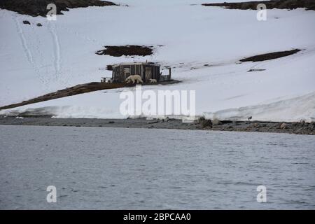 Une femelle effilé, portant un collier d'appareil de suivi, et son cub, se promène le long d'une plage à Woodfjorden, dans l'Arctique Svalbard, en été. Banque D'Images