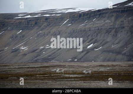 Renne svalbard vu à Alkhornet à Isfjorden, Svalbard. Banque D'Images