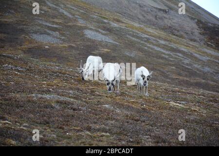 Renne svalbard vu à Alkhornet à Isfjorden, Svalbard. Banque D'Images