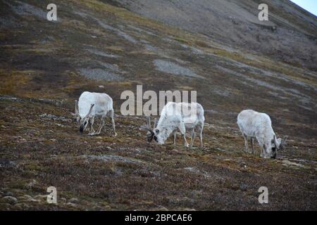 Renne svalbard vu à Alkhornet à Isfjorden, Svalbard. Banque D'Images