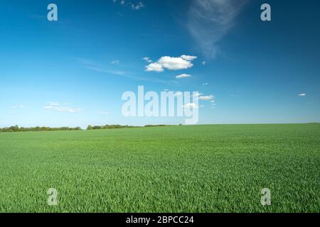 Champ de grain vert pour adolescents, horizon et petits nuages blancs sur ciel bleu, jour ensoleillé au printemps Banque D'Images