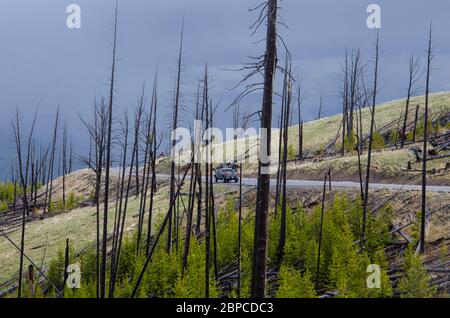 Un pick-up stationné le long de la route parmi les arbres brûlés et les nouvelles pins de croissance dans le parc national de Yellowstone, États-Unis Banque D'Images