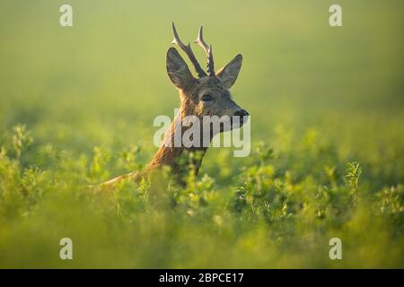Cerf de Virginie à la recherche de copain en période de rutting sous le soleil du matin Banque D'Images