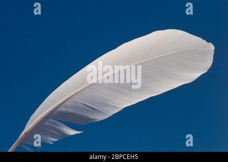 Une plume blanche sur fond bleu ciel Banque D'Images