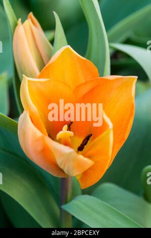 Gros plan de l'empereur d'orange tulipa montrant la stigmatisation et l'endurance. Une tulipe à fleurs de printemps appartenant au groupe de tulipes Fosteriana Division 13 Banque D'Images