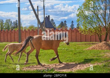 Une Mare brune et une promenade foal à travers l'herbe verte le long d'une clôture en brique. Banque D'Images