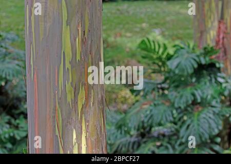 Dans le jardin arc-en-ciel Banque D'Images