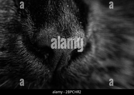 Gros plan macro d'un nez de chat en noir et blanc. Banque D'Images