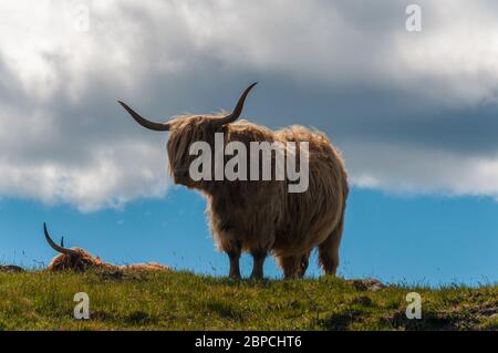 Paire de vaches highlander sur un pré, en Écosse Banque D'Images