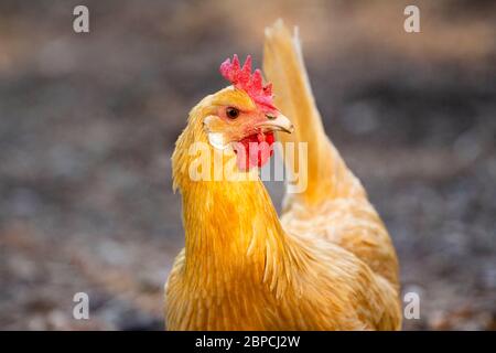 Une femelle de poulet Buff Orpington sur un ranch. Banque D'Images