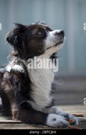 Petite bordure noire et blanche collie regardant quelque chose. Banque D'Images