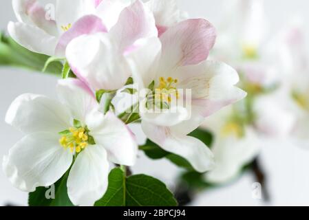 Crabe blanc Apple Blossoms Banque D'Images