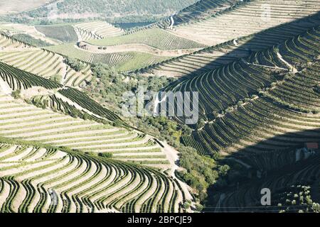 Vignobles Douro depuis la vue aérienne Banque D'Images