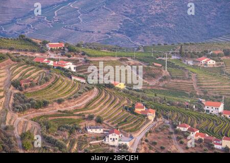 Vignobles Douro depuis la vue aérienne Banque D'Images