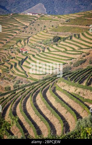 Vignobles et courbes du Douro en août ! Banque D'Images