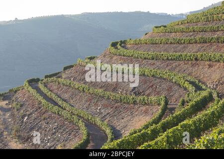 Vignobles Douro depuis la vue aérienne Banque D'Images