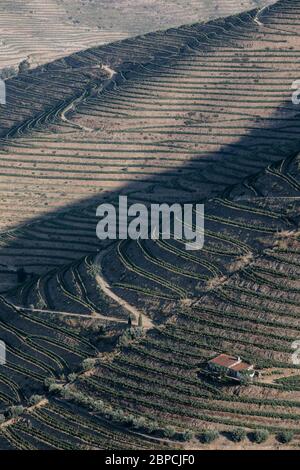 Vignobles Douro depuis la vue aérienne Banque D'Images