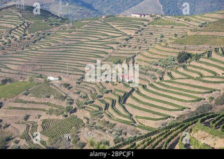 Vignobles Douro depuis la vue aérienne Banque D'Images