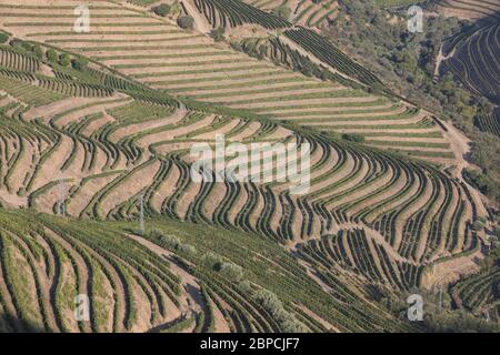 Vignobles Douro depuis la vue aérienne Banque D'Images