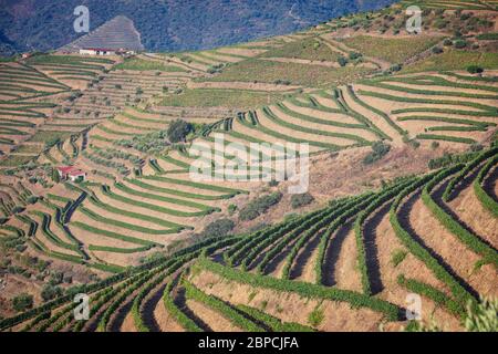Vignobles Douro depuis la vue aérienne Banque D'Images
