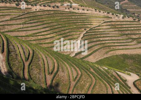 Vignobles Douro depuis la vue aérienne Banque D'Images