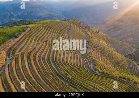 Vignobles Douro depuis la vue aérienne Banque D'Images