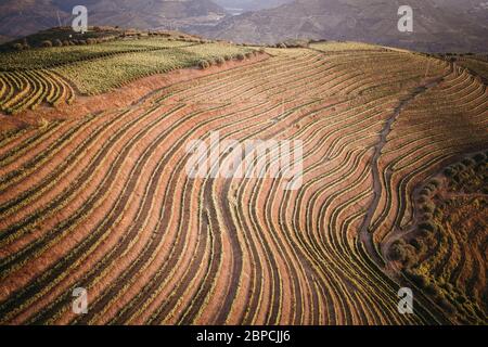 Vignobles Douro depuis la vue aérienne Banque D'Images